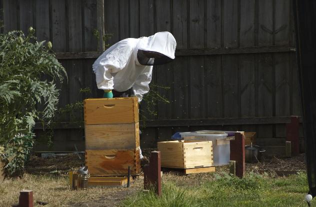 Bee 2012